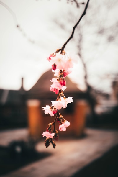 白天，棕色木栅栏上开着白色和粉色的花